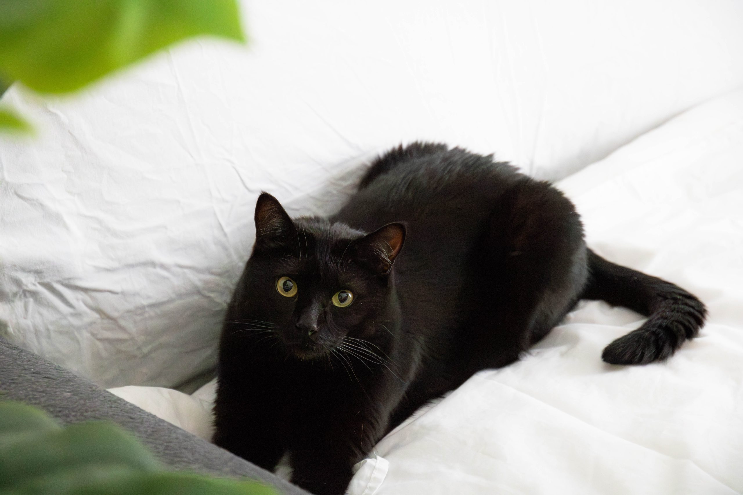 _MG_2218-Mejorado-NR